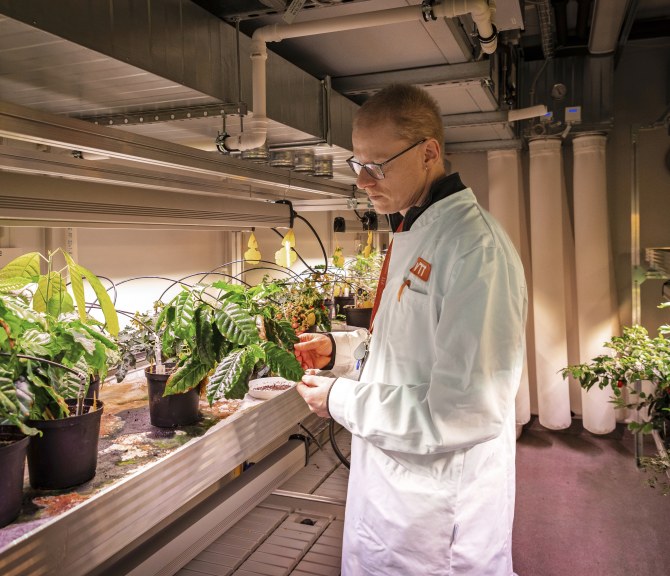 Heiko Rischer kahvikasvien luona.